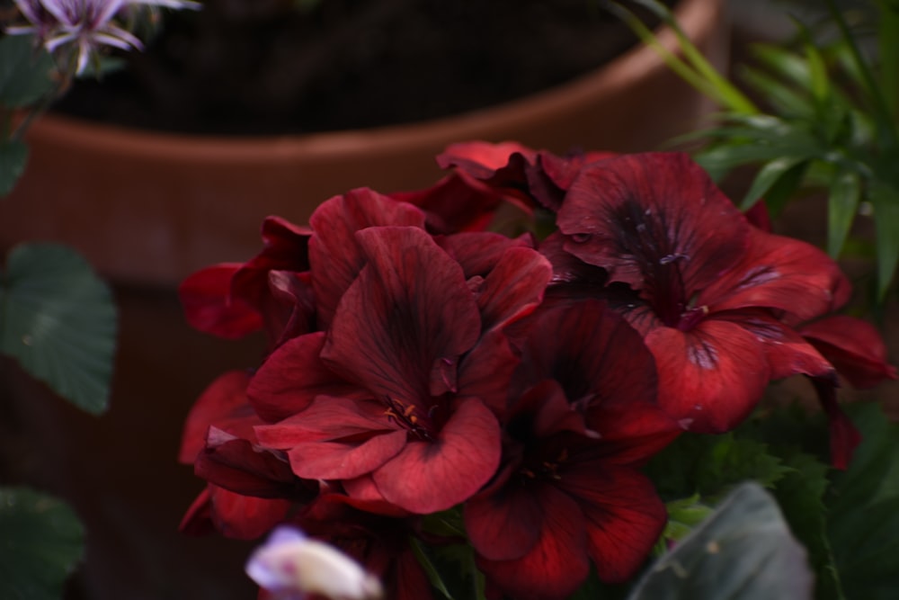 a close up of some red flowers in a pot