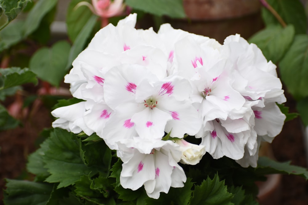 a close up of a white and pink flower