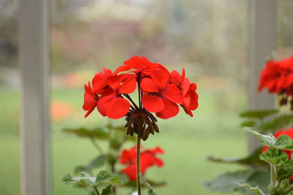 a bunch of red flowers sitting in a window sill