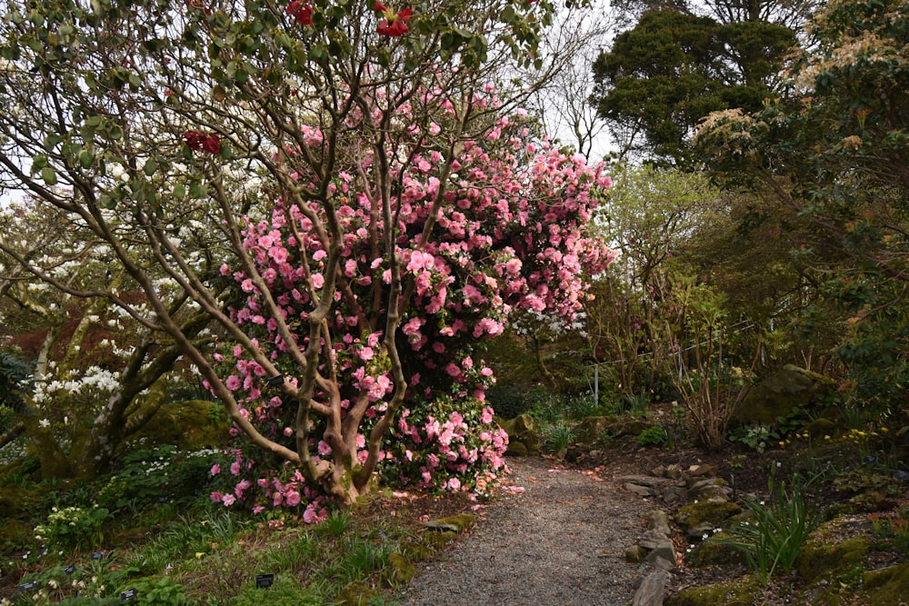 a tree with pink flowers on it next to a path