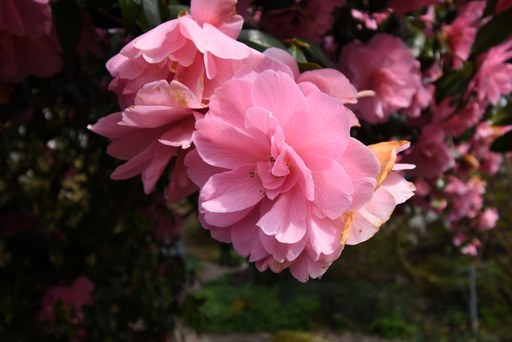 a close up of pink flowers on a tree