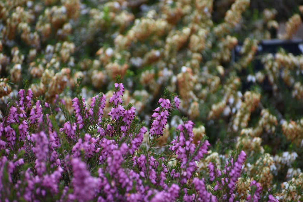 un ramo de flores que están en la hierba