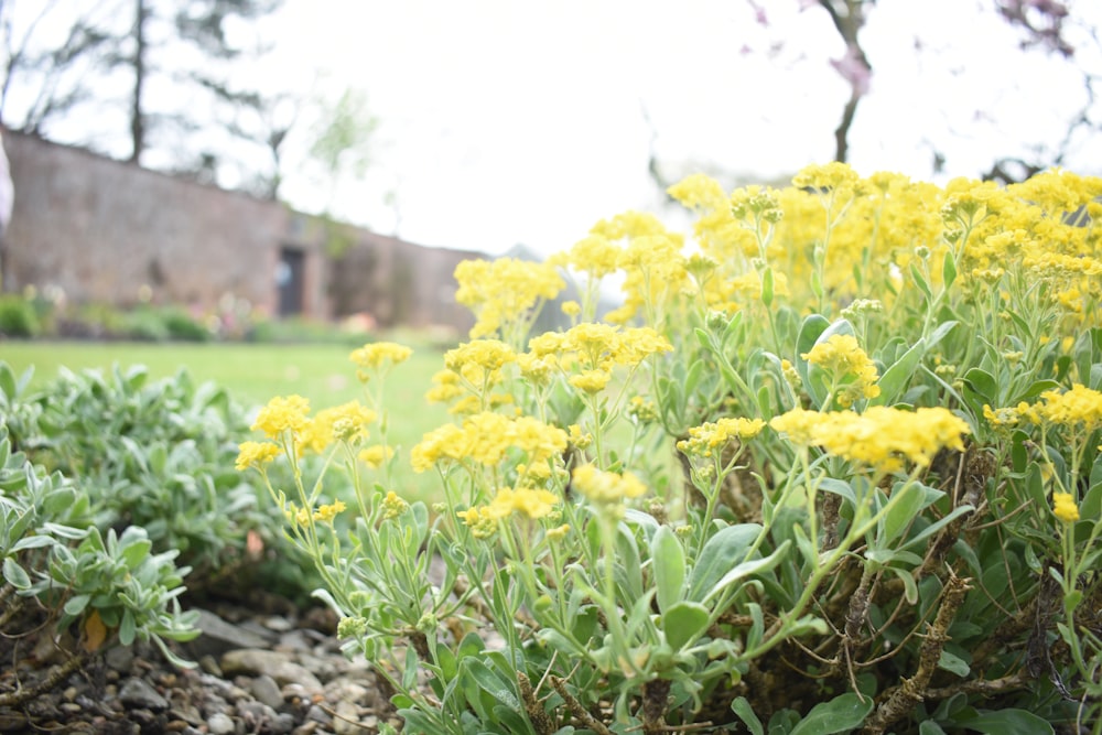 Un ramo de flores amarillas en un jardín