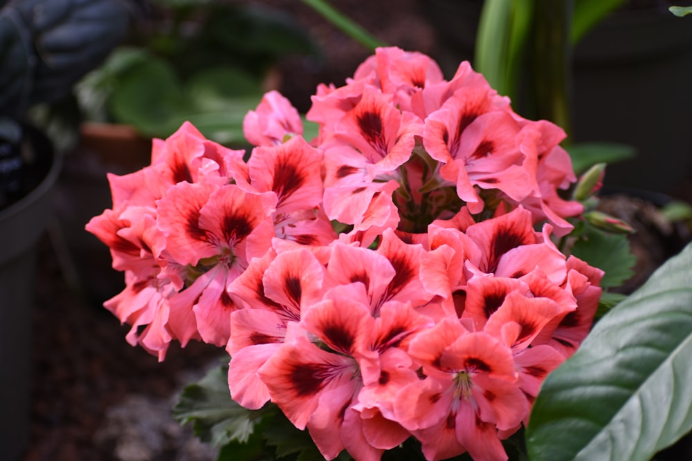 a close up of a pink flower in a pot