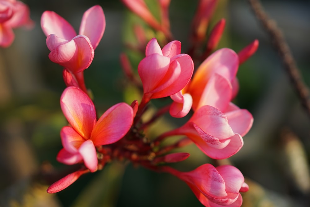 a close up of a pink flower on a plant