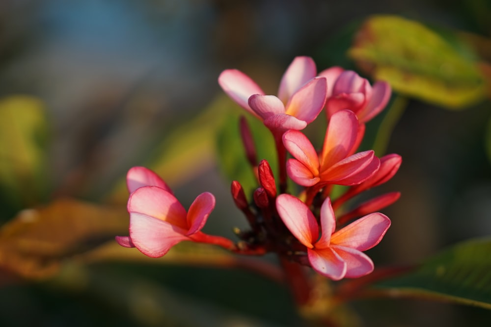 a close up of a pink flower on a tree