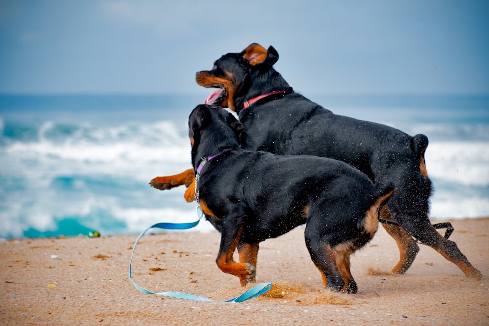 two black and brown dogs playing on the beach
