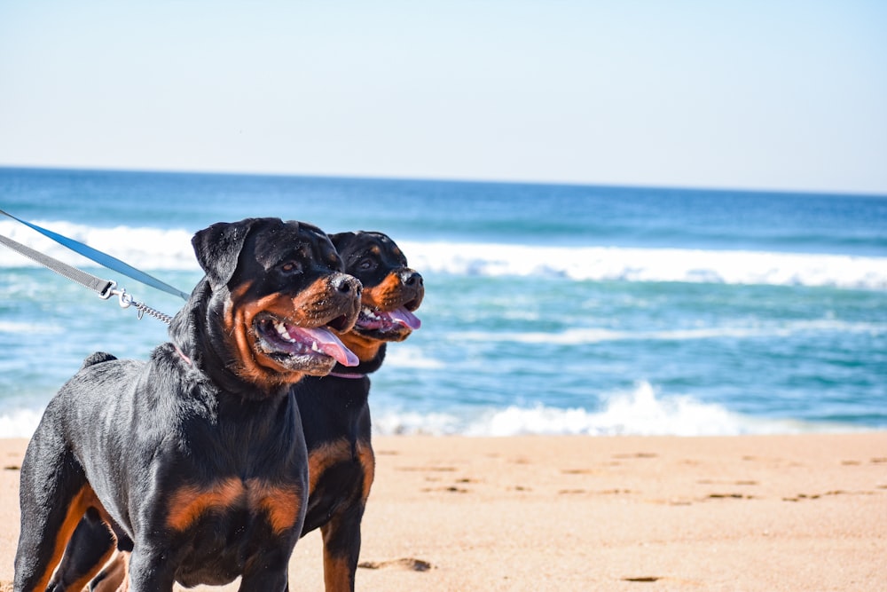 a black and brown dog on a leash on a beach