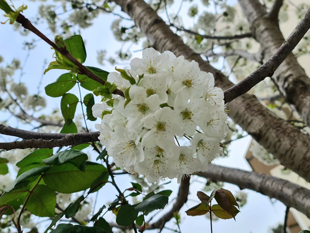 a cluster of white flowers hanging from a tree
