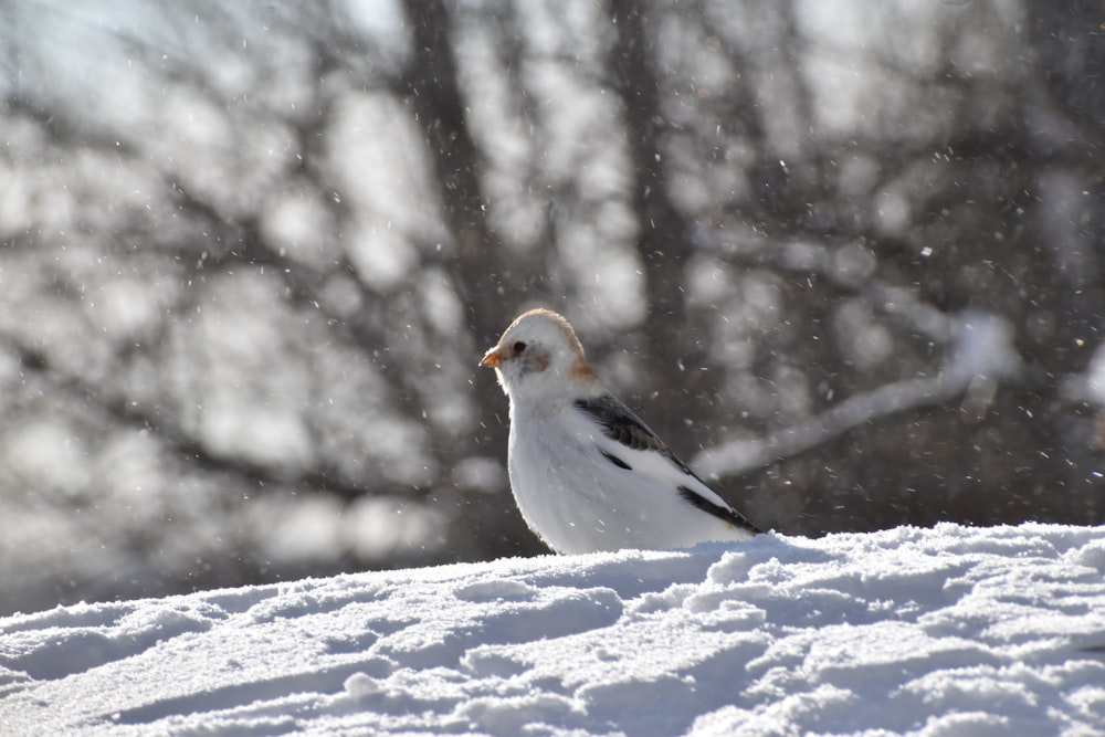 a small bird standing on top of snow covered ground