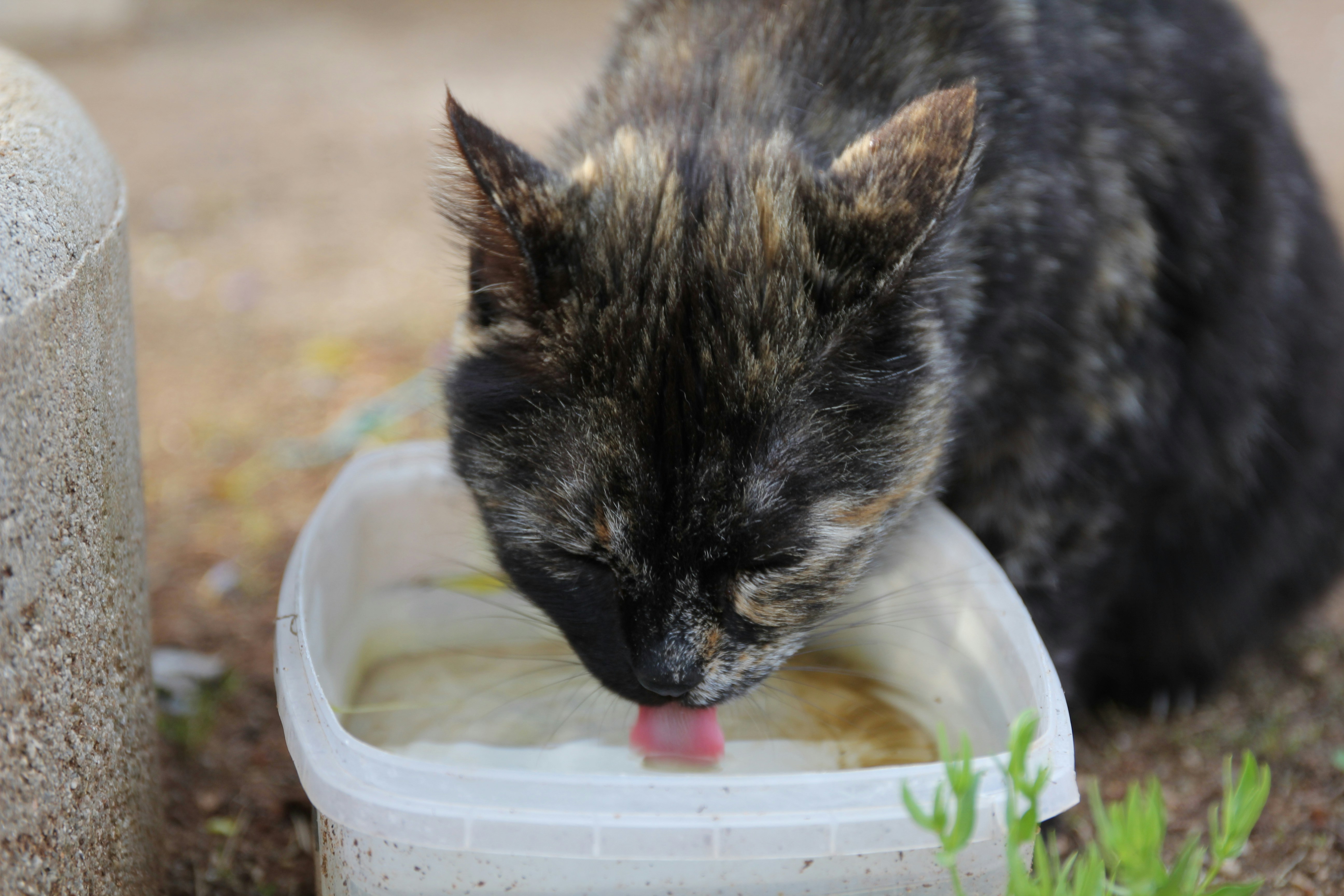 💧 Hydratation Cruciale pour le Chat d&rsquo;Appartement : Le Guide Ultime pour Lui faire Boire plus et Prévenir les Maladies Rénales