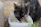 Two cats drinking from the water bottle placed on a picnic blanket during a weekend trip.