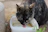 Two cats drinking from the water bottle placed on a picnic blanket during a weekend trip.