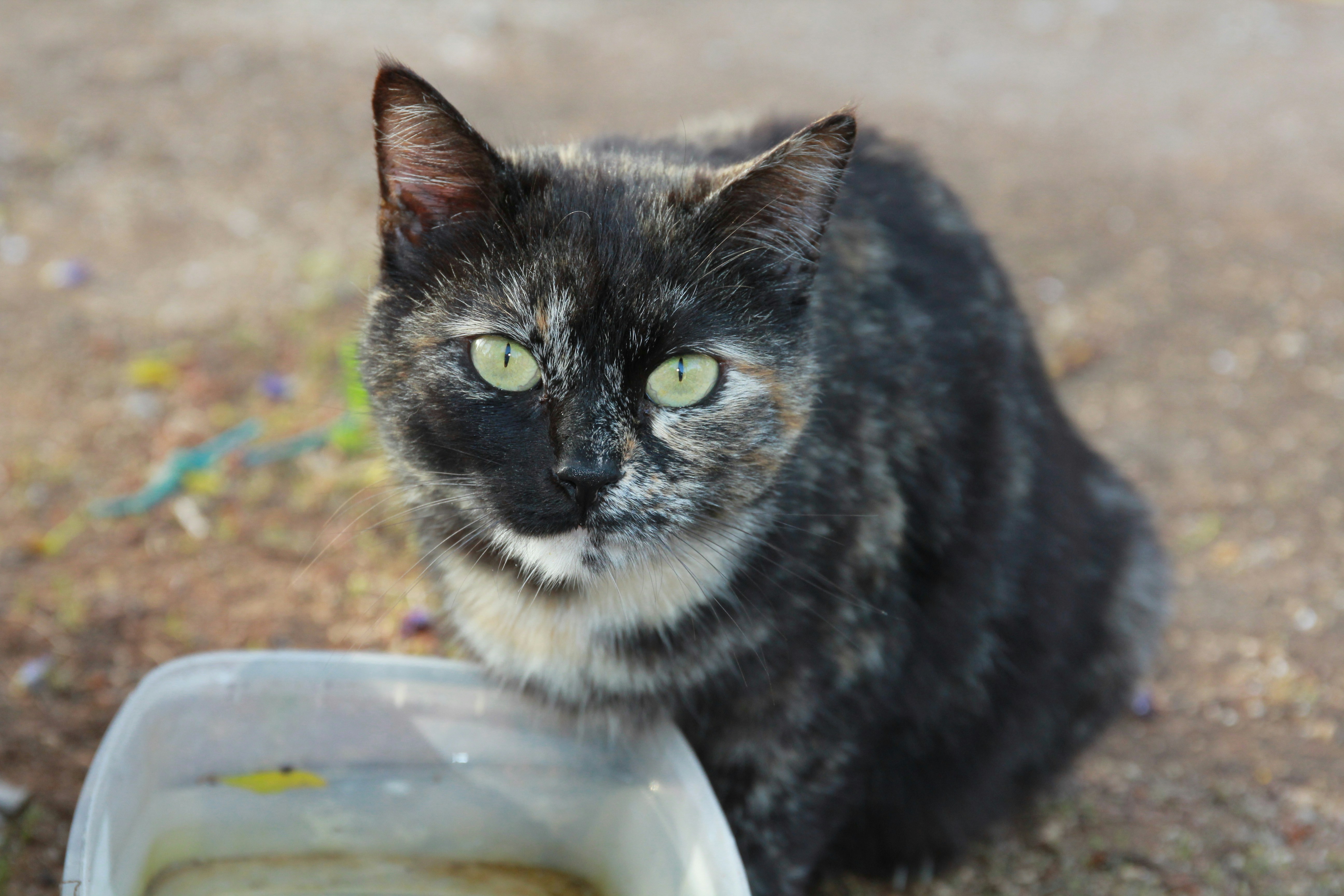 Kedi Kumu Doğa Dostu