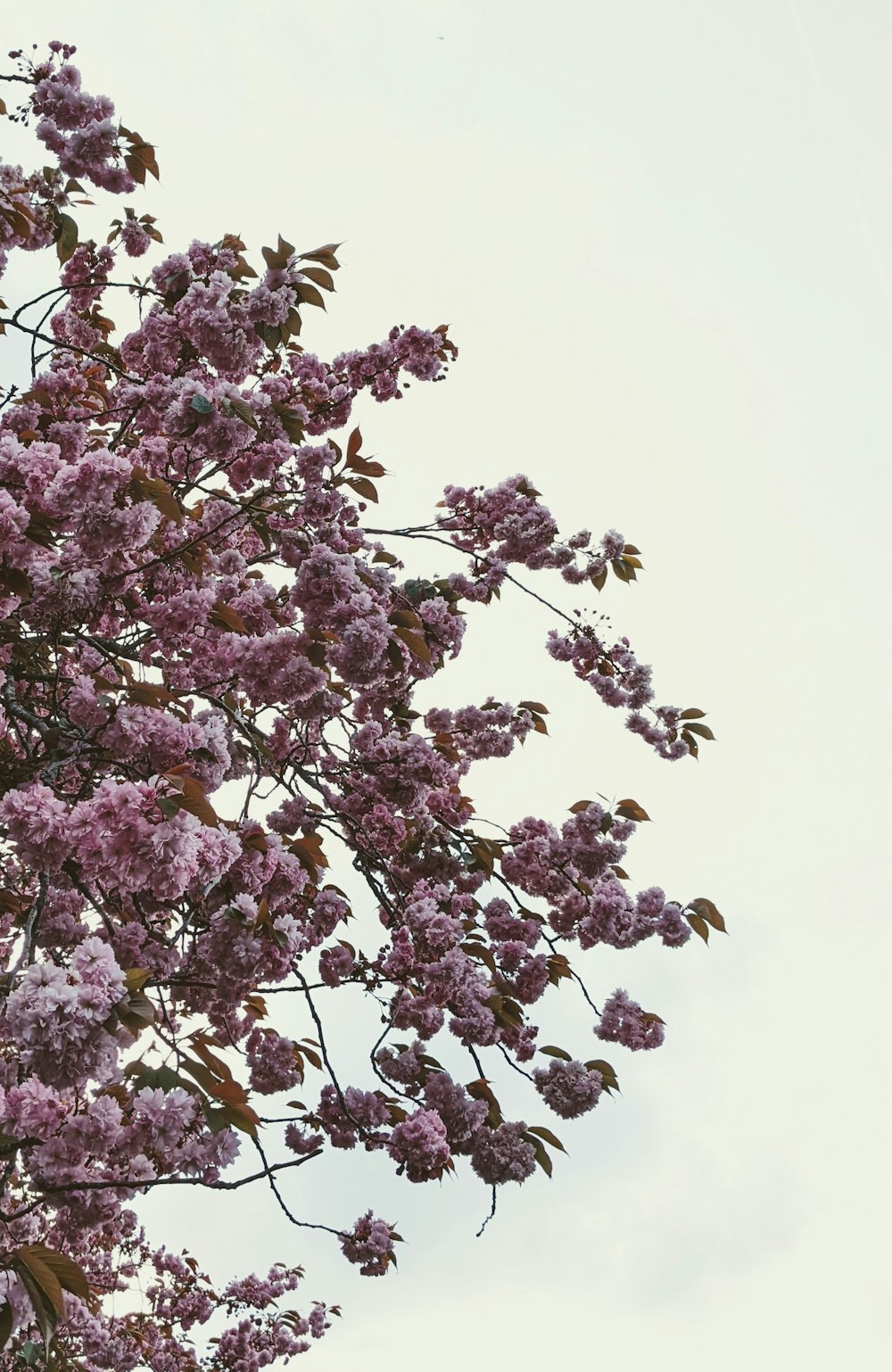 a tree filled with lots of purple flowers