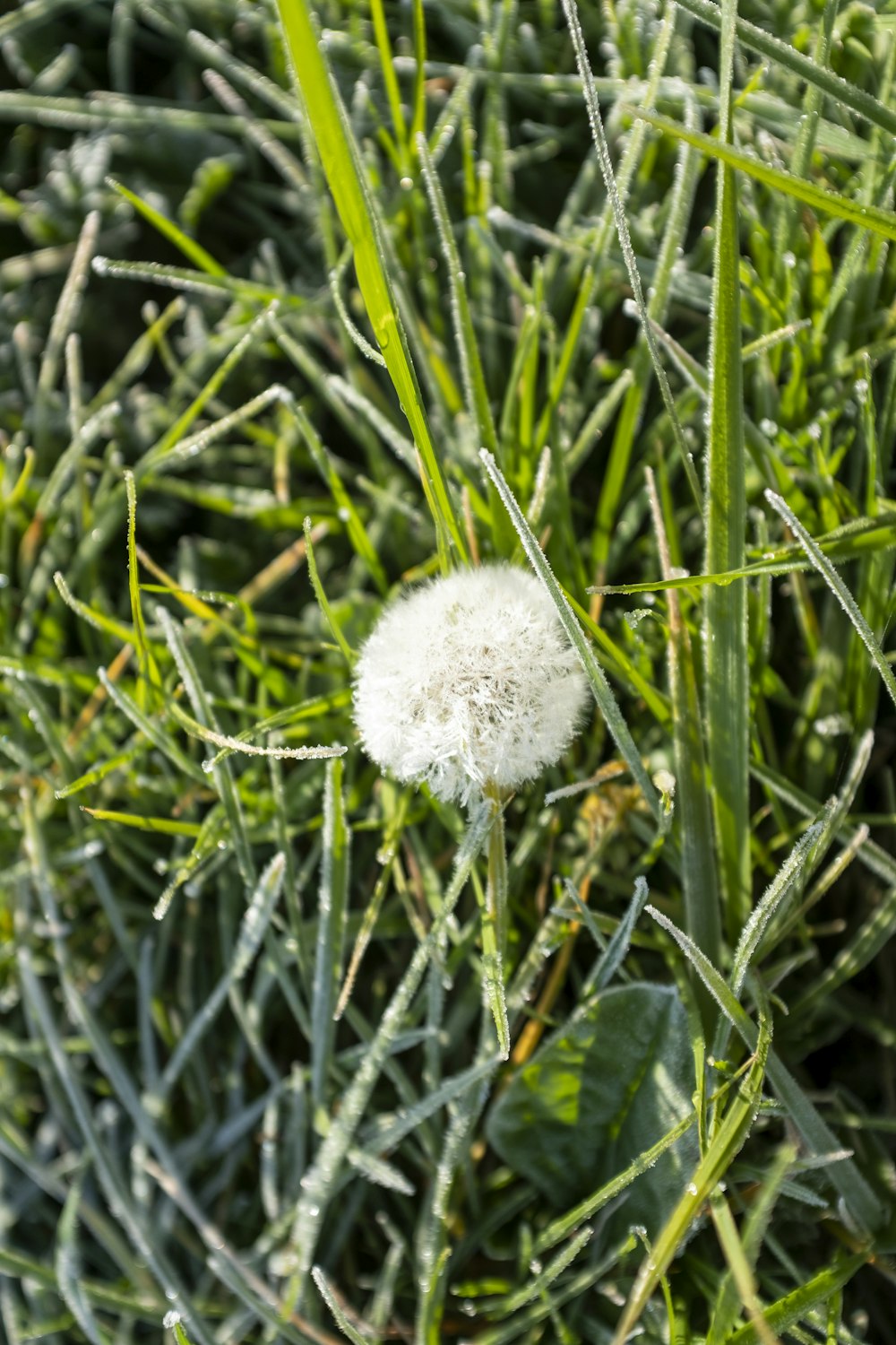 a dandelion in the middle of a field of grass