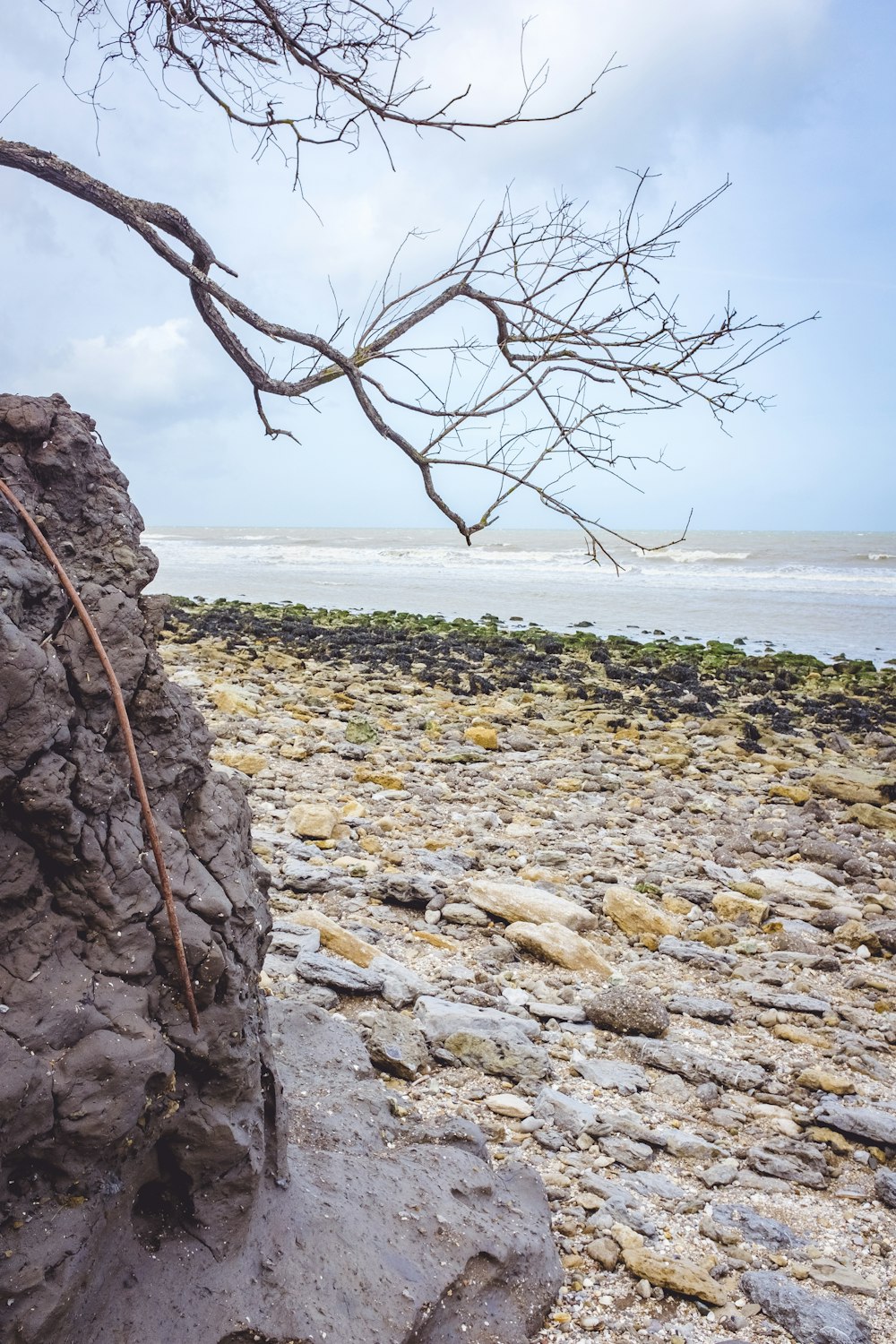a tree leaning against a rock on a beach