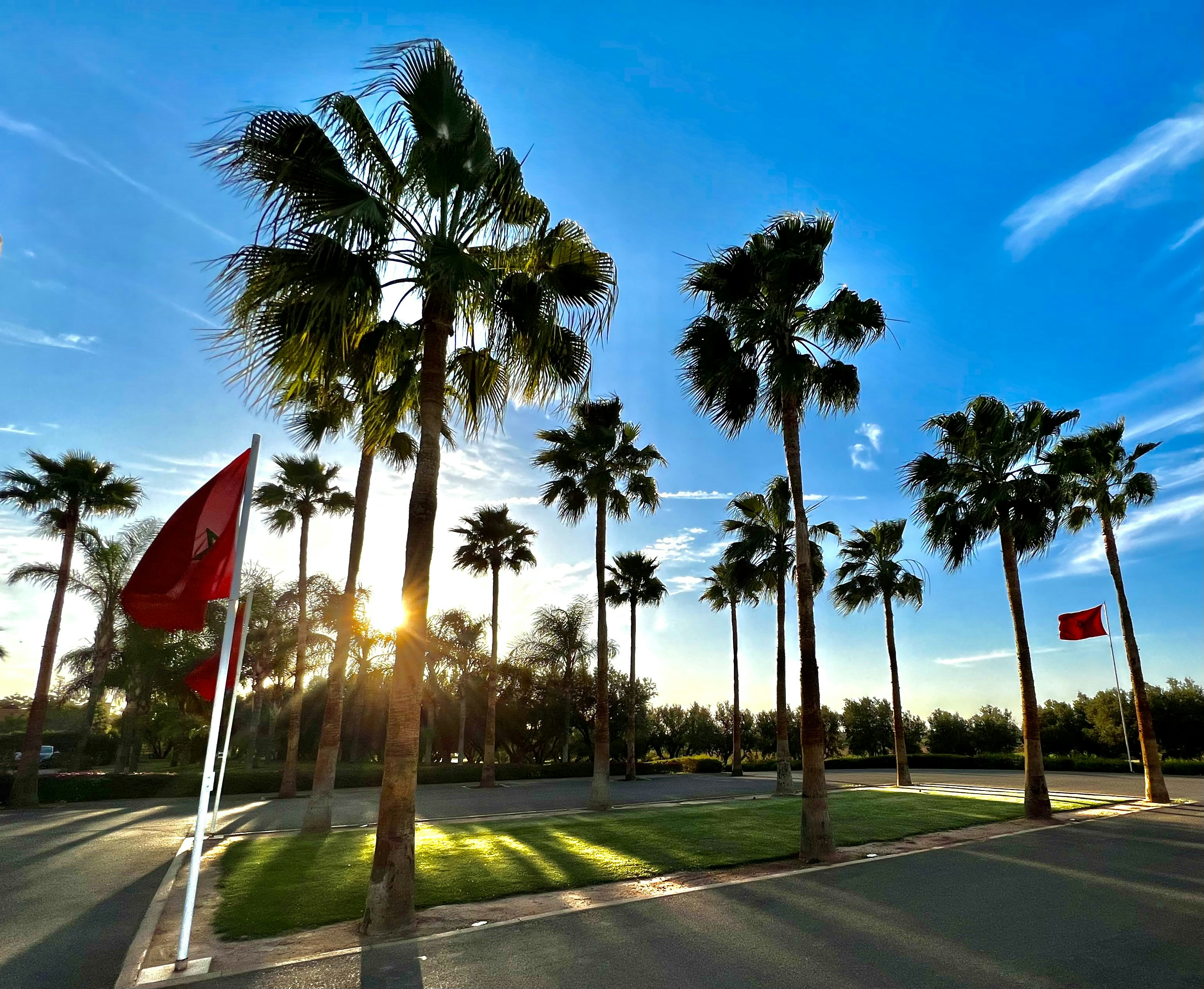a row of palm trees on a sunny day