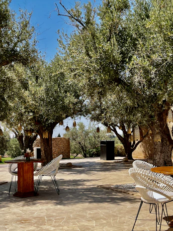 Outdoor garden space with natural wood furniture, soft lighting, and lush olive plants.