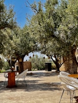A serene outdoor setting features several wicker chairs around wooden tables, placed under the shade of large olive trees. The ground is paved with stone tiles, and the background shows walls made of rough stone. Decorative lanterns hang from the branches of the trees, adding an elegant touch to the natural surroundings.