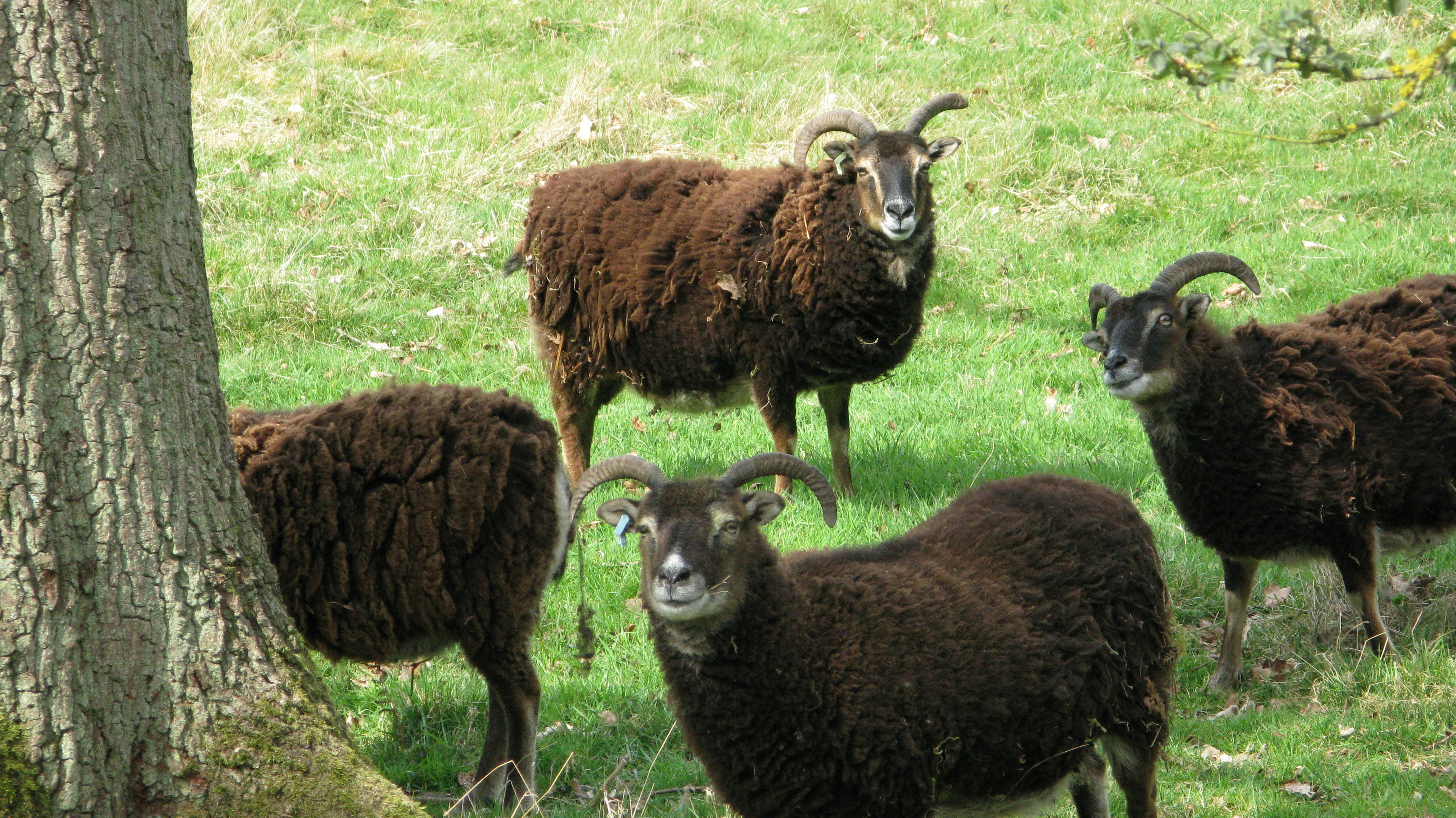 Unsplashで見つける羊の無料写真