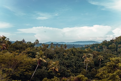 A lush green forest with tall palm trees spread across rolling hills under a clear blue sky. In the distance, a bird flies above the landscape, and large, fluffy white clouds are visible.