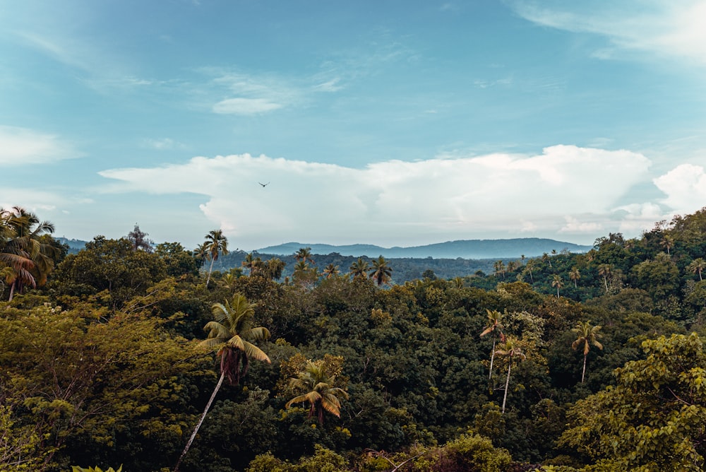 a lush green forest filled with lots of trees