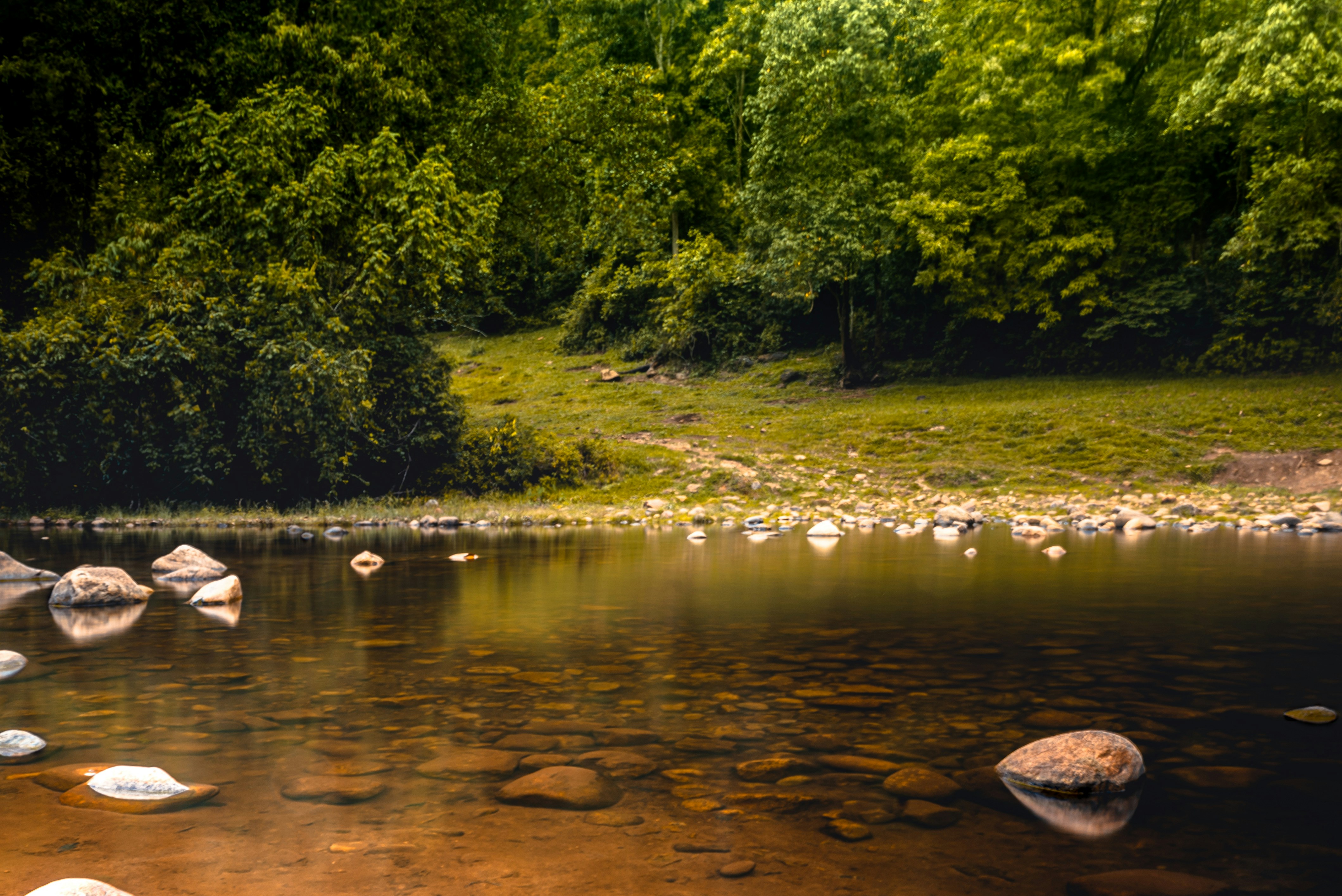 緑豊かな森の中を流れる川