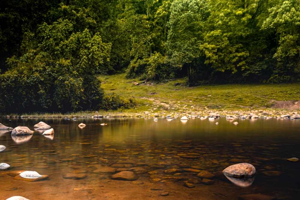 a river running through a lush green forest