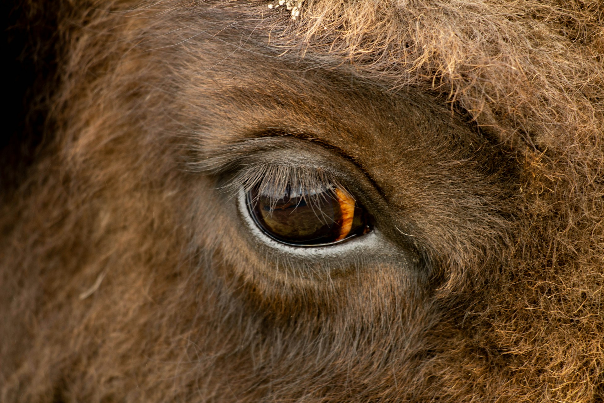 a close up of a bison's eye with brown fur