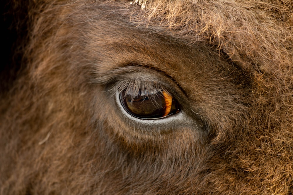 a close up of a bison's eye with brown fur