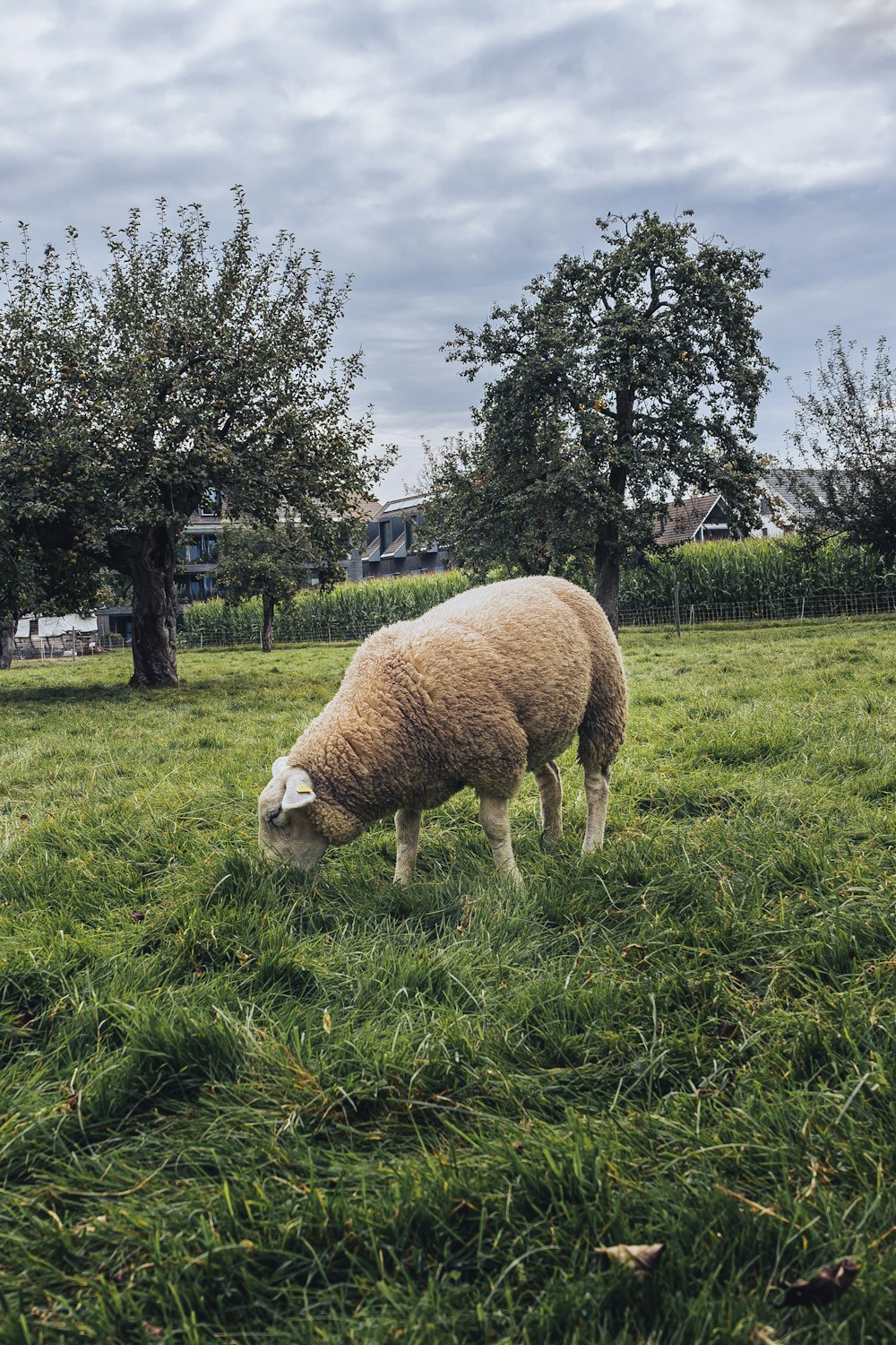 a sheep grazing in a grassy field with trees in the background