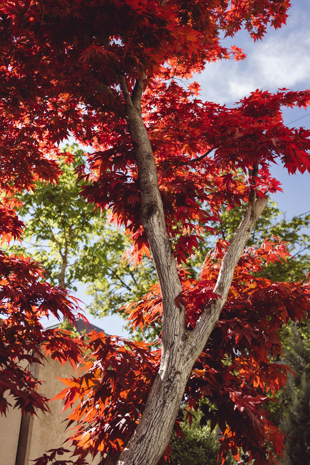 a tree with red leaves in front of a building