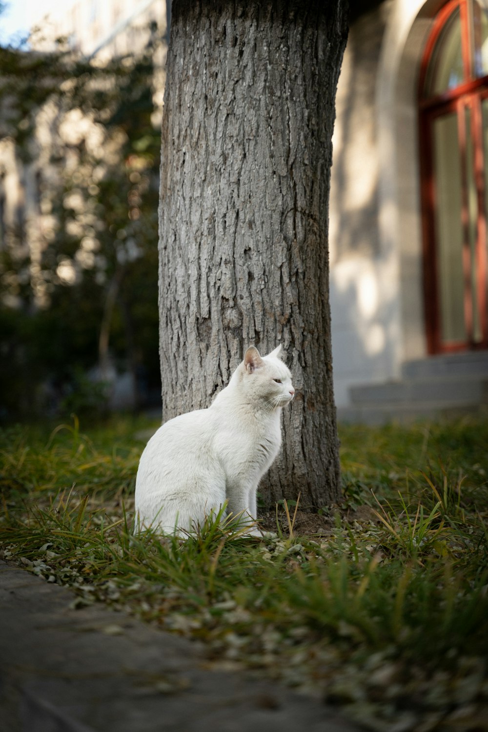 ベンチに座っている猫