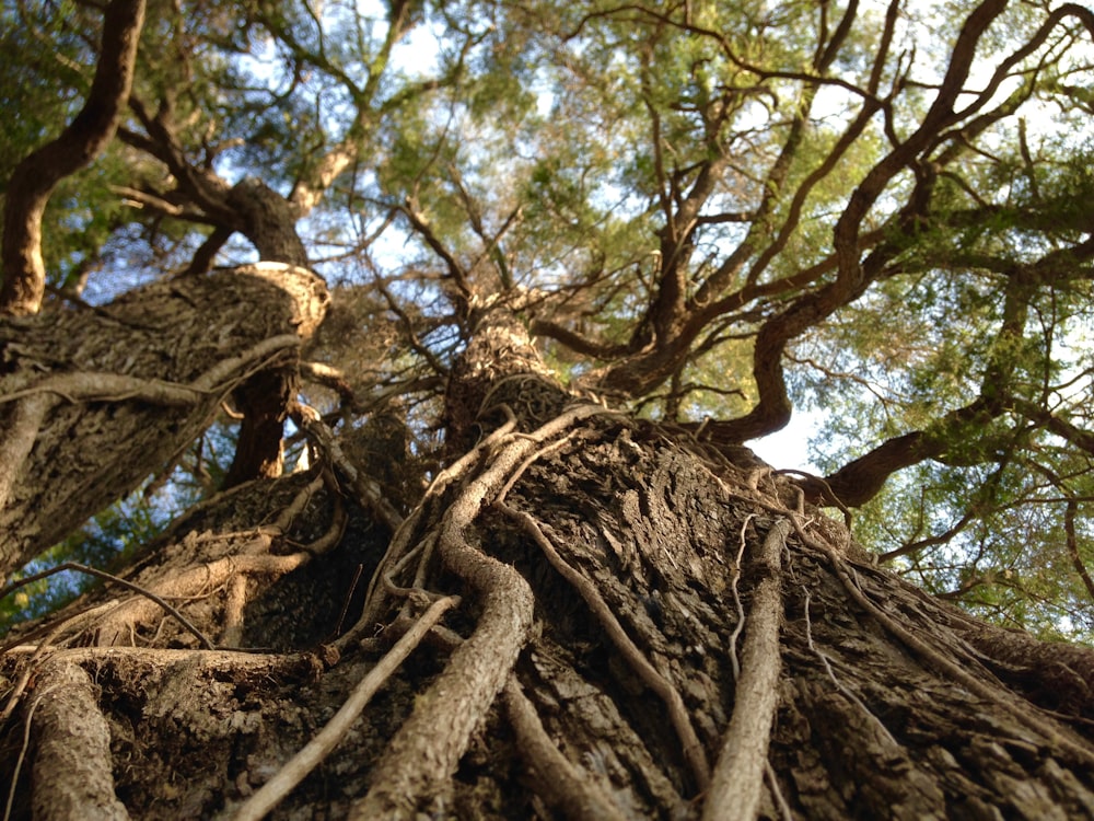 a very tall tree with lots of branches