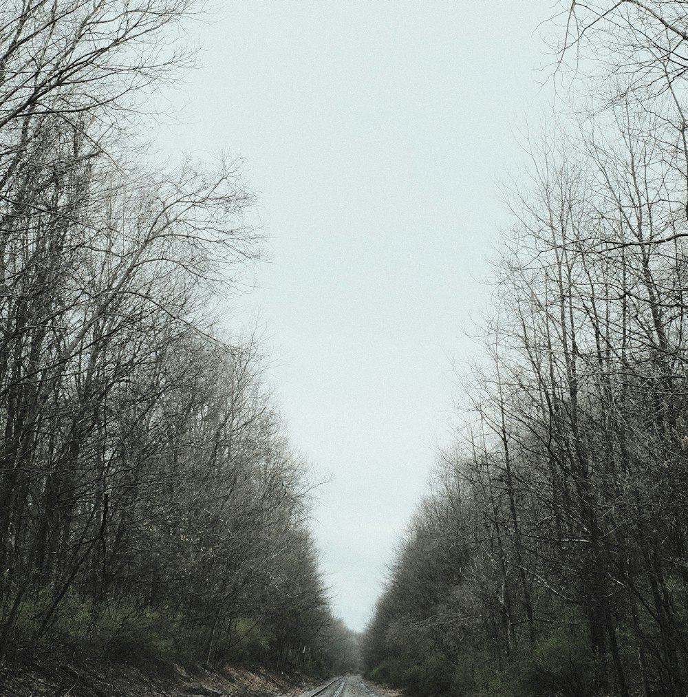 a dirt road in the middle of a forest