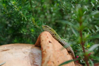 a lizard sitting on top of a large piece of wood