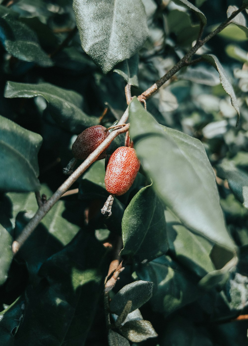 a close up of a tree with berries on it