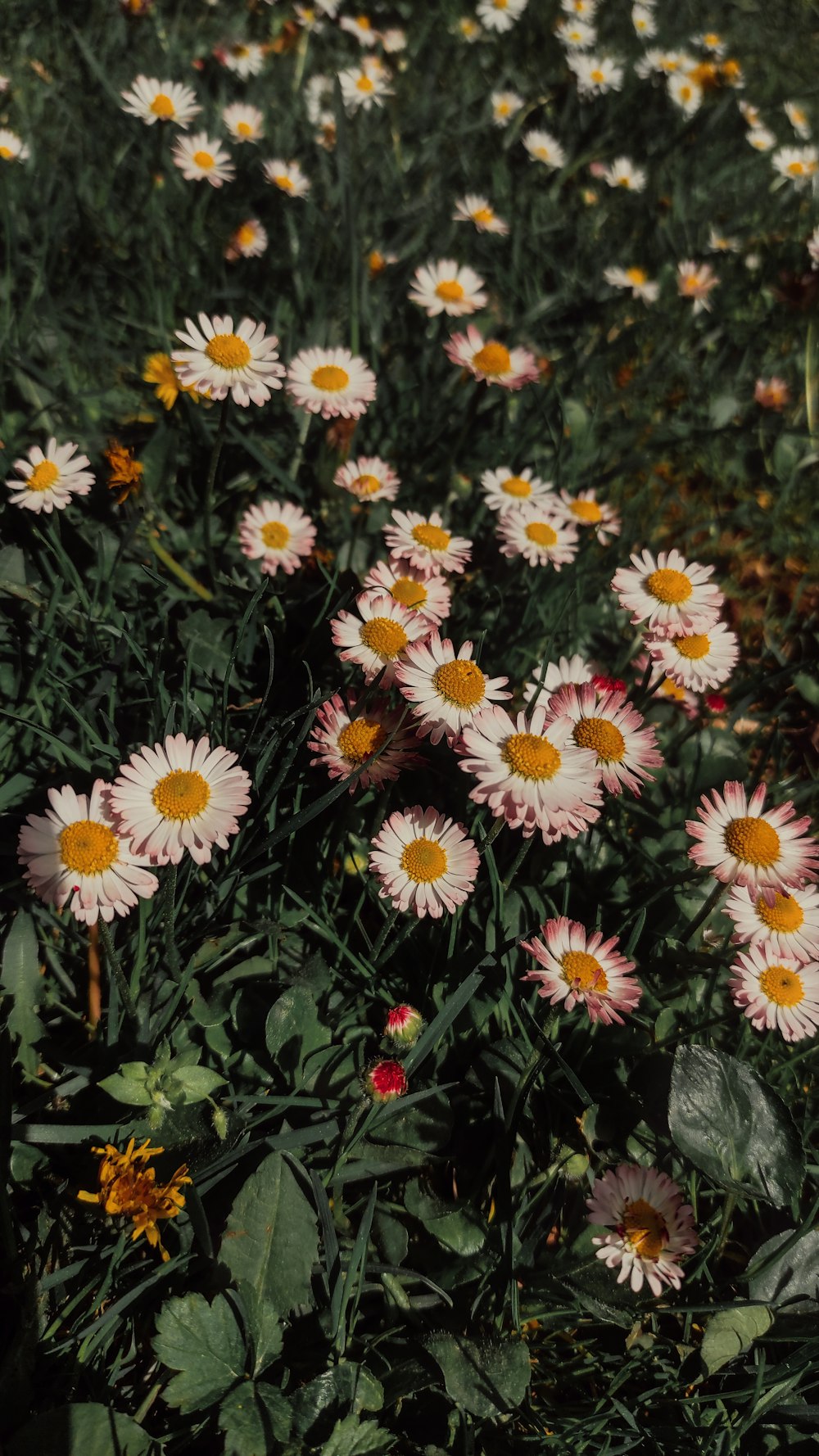 a field full of white and yellow flowers