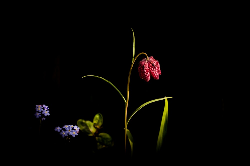 a group of flowers that are in the dark