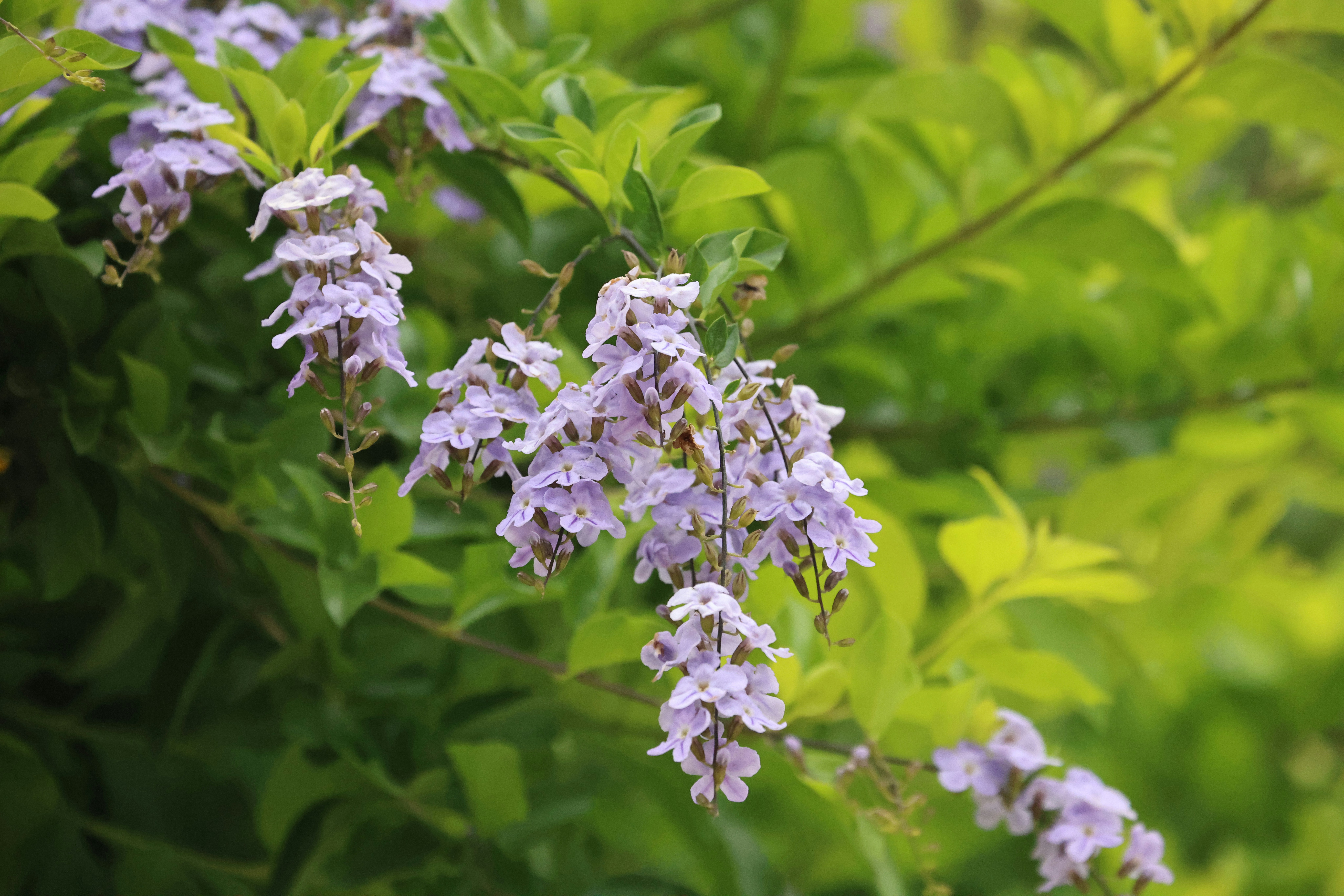 Photo by dickenslin76