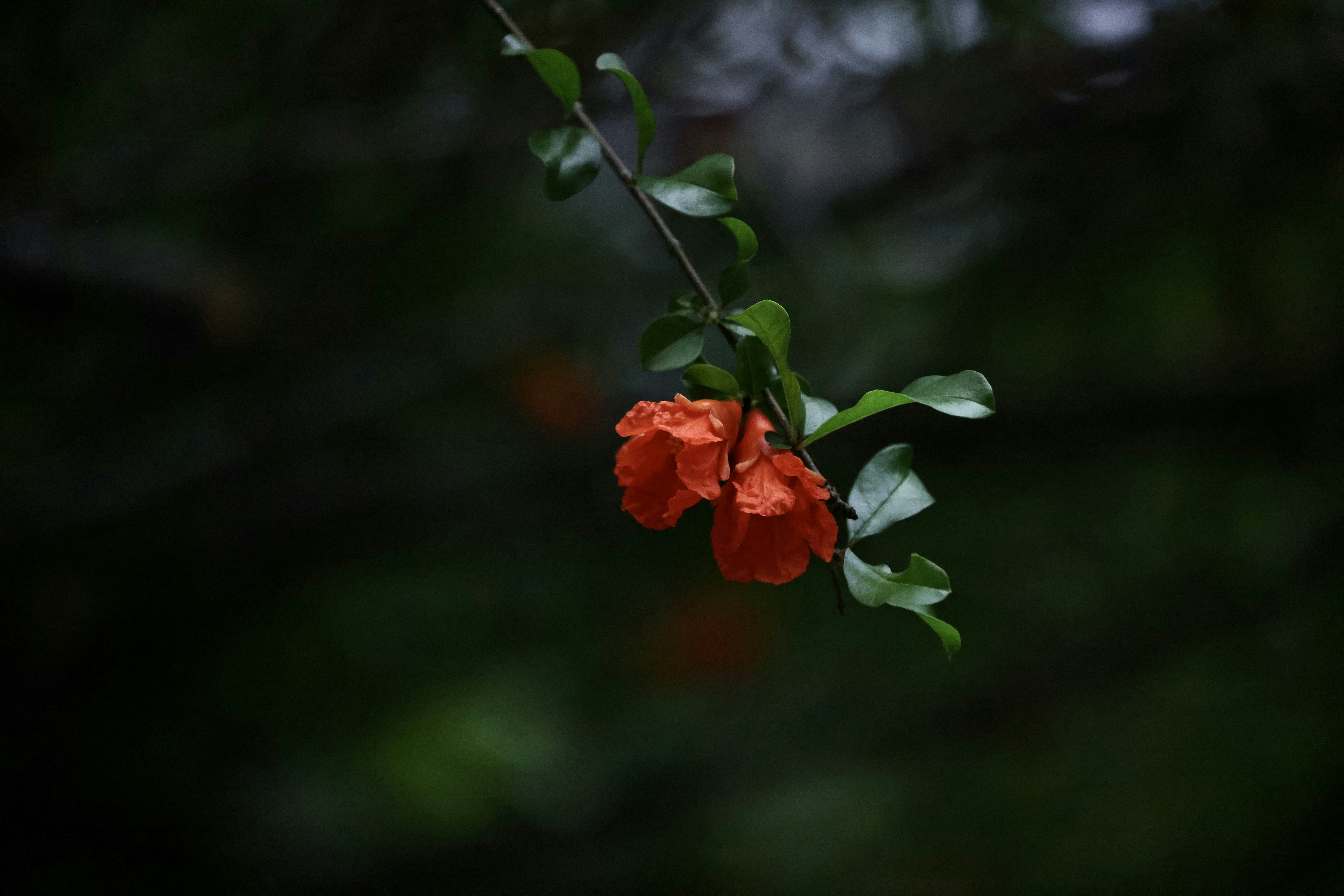 Photo by dickenslin76