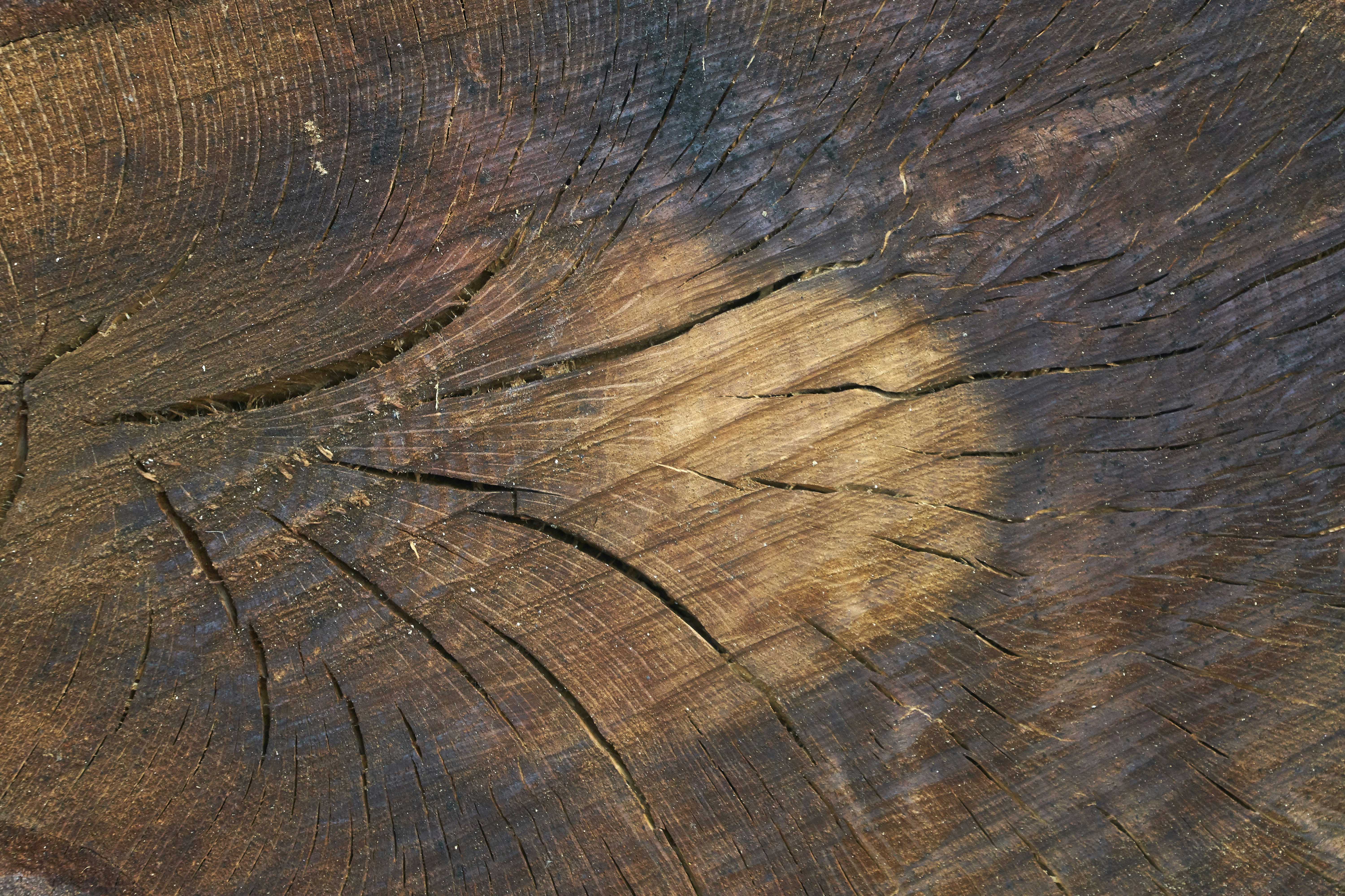 Photo by wolfgang_hasselmann