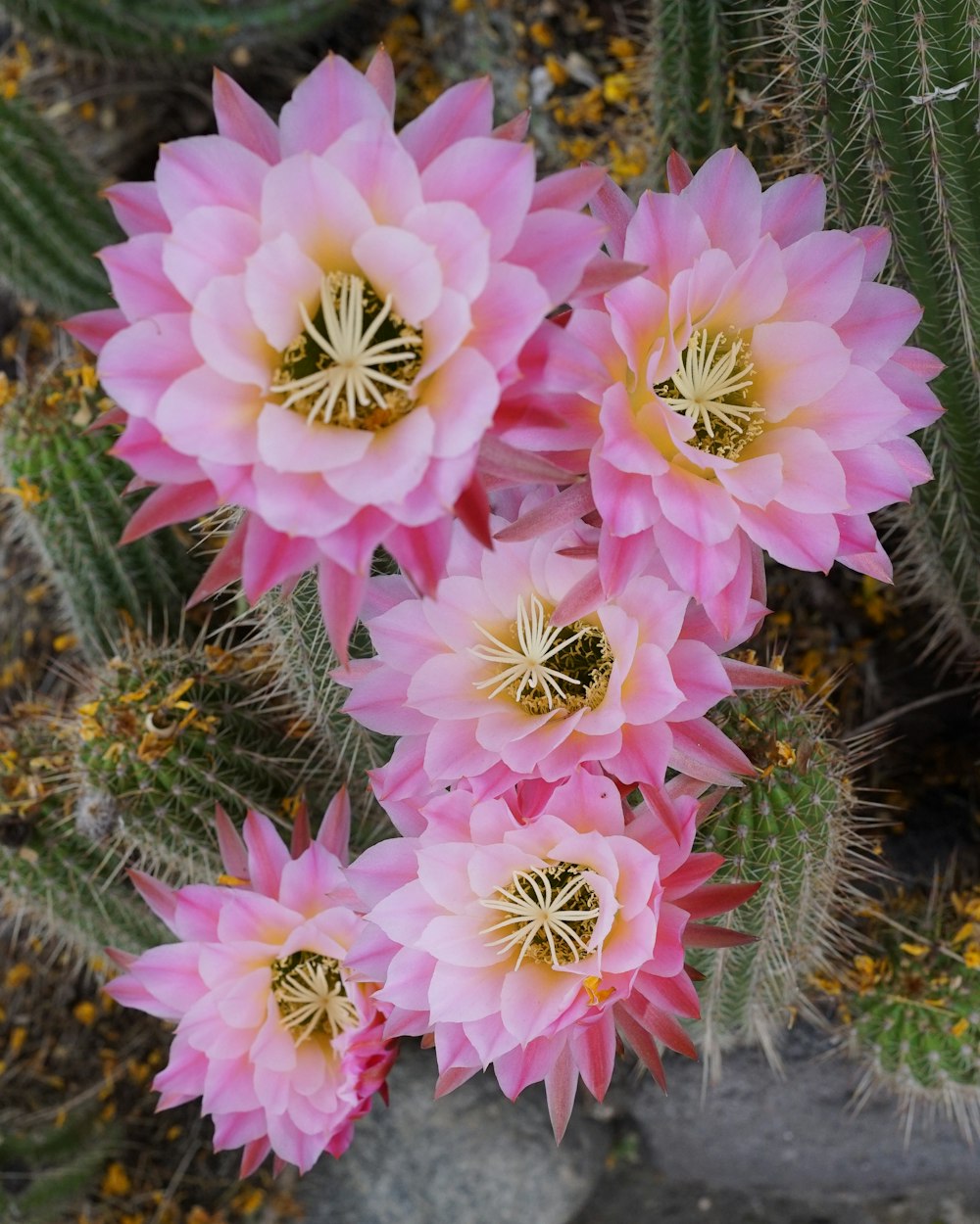 a group of pink flowers sitting on top of a lush green plant