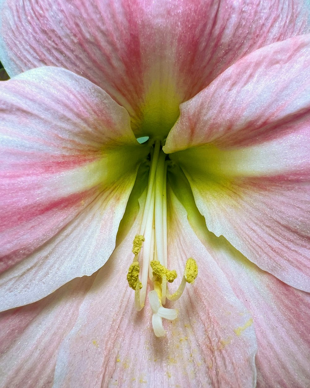 a close up of a pink flower with a green center