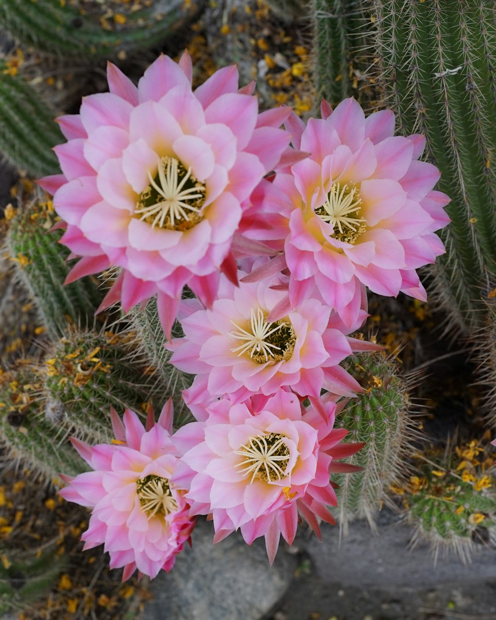 a group of pink flowers sitting on top of a lush green field