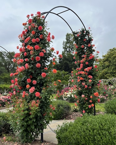 A sun-dappled garden arch adorned with pink roses and greenery, set against a clear blue summer sky.