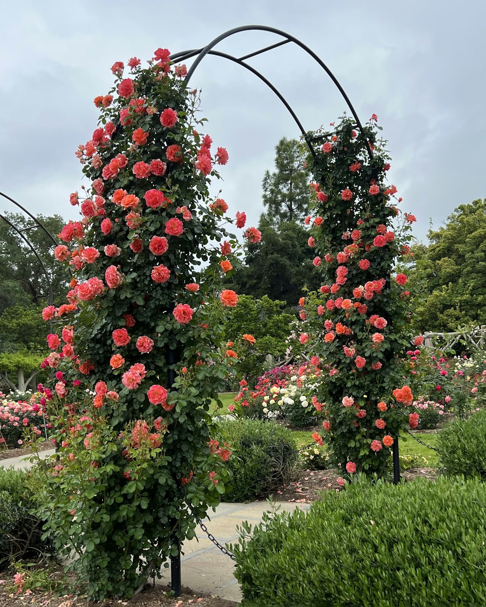 a couple of roses that are on a pole