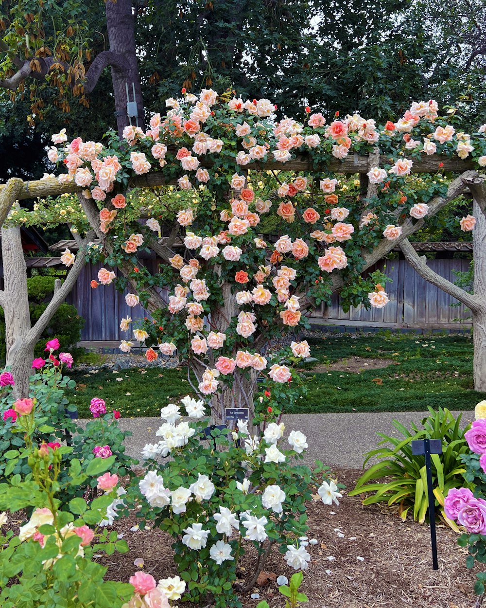 a bunch of flowers that are in a garden