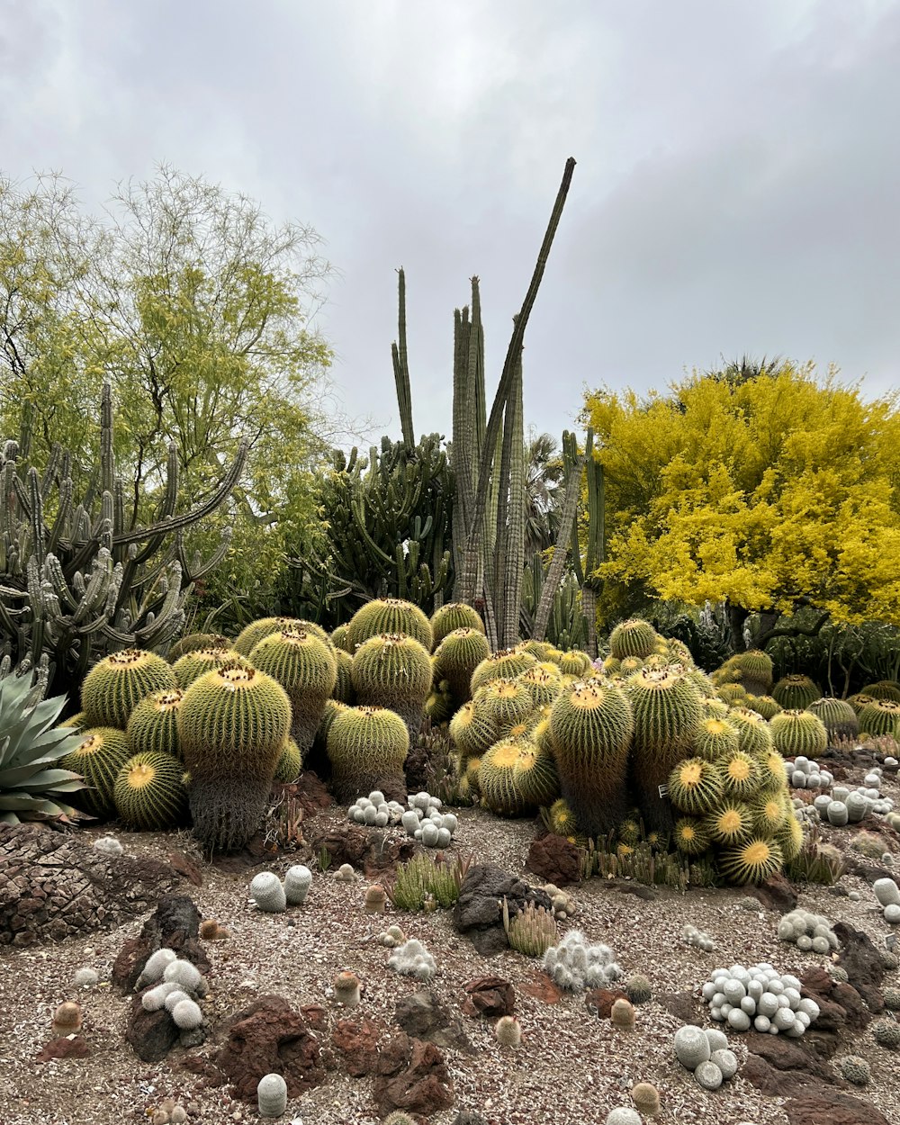 a bunch of cactus plants that are in the dirt